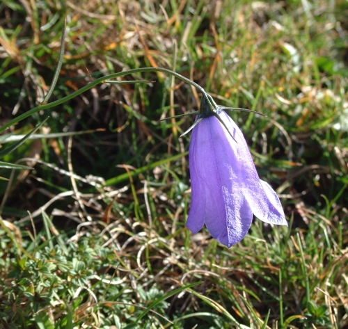 Campanula scheuchzeri / Campanula di Scheuchzer